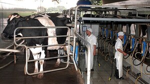 El sector lechero cerró 2025 con un crecimiento moderado del 4%