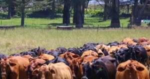 La Nación / La brangus mostró su potencial en Sudáfrica y despertó interés por su tecnología productiva