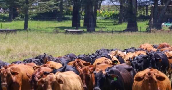 La Nación / La brangus mostró su potencial en Sudáfrica y despertó interés por su tecnología productiva