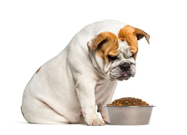 Mascotas a dieta: ¿realmente funcionan los alimentos de prescripción para bajar de peso? - Mascotas - ABC Color