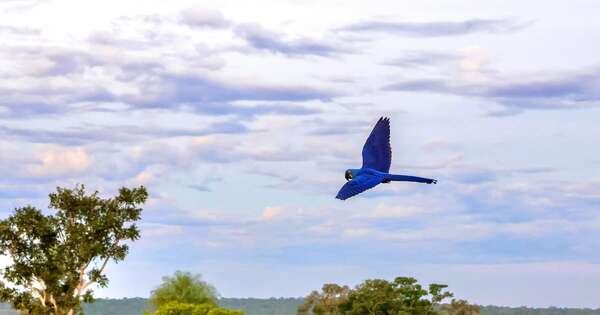 Alas en la ciudad: avistá aves y conectate con la naturaleza