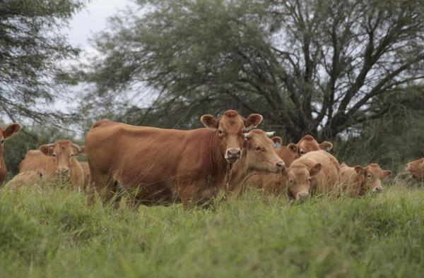 Precio del ganado a faena subió más de 5% en el Mercosur en el inicio de 2026