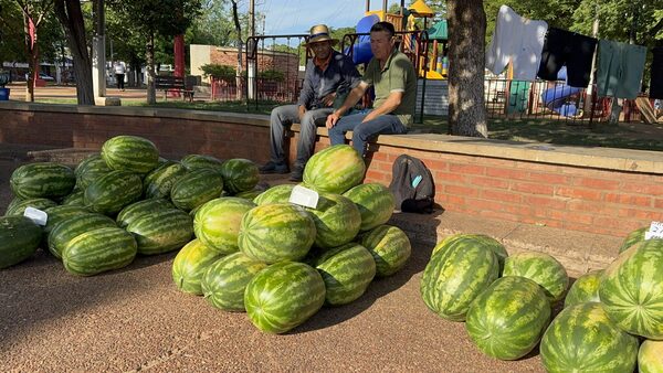 Productores de Loreto ofrecen sandías a precios accesibles en la plaza Agustín Fernando de Pinedo - Concepción al Día