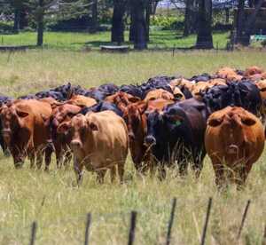 La ganadería paraguaya deja huella en Sudáfrica