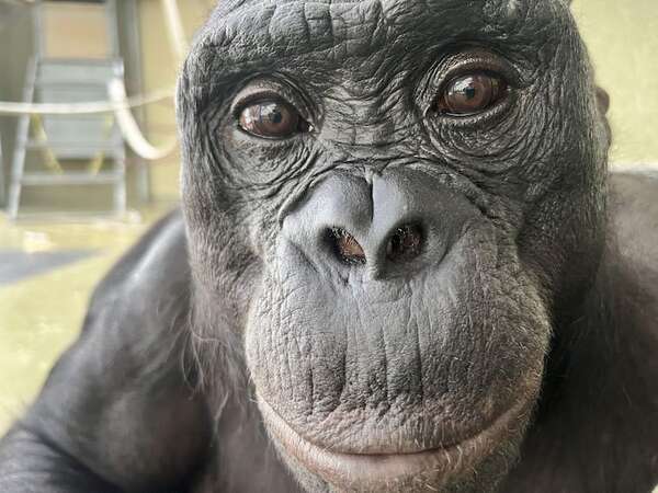 Los simios también tienen imaginación y capacidad de fingir, según estudio - Ciencia - ABC Color