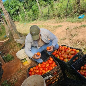 No habilitarán importación de tomate: "Estamos teniendo un volumen importante" - trece