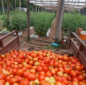 MAG no habilitará importación de tomate: “Tenemos producción suficiente” | Unicanal