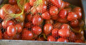 Diario HOY | Productores niegan escasez de tomate y rechazan idea de importación