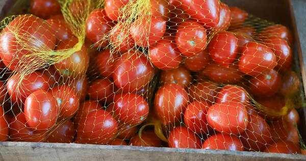 Diario HOY | Productores niegan escasez de tomate y rechazan idea de importación