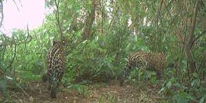 Un segundo cachorro de yaguareté nacido en libertad vuelve a ilusionar a El Impenetrable - Ciencia - ABC Color
