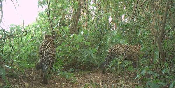 Un segundo cachorro de yaguareté nacido en libertad vuelve a ilusionar a El Impenetrable - Ciencia - ABC Color