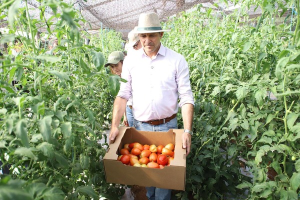 Gremio frutihortícola descarta faltante de tomate - ADN Digital