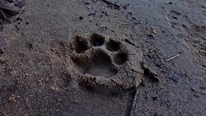 Madre yaguareté y sus crías fueron vistas en el Parque Nacional de Iguazú