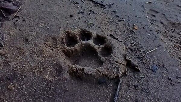 Madre yaguareté y sus crías fueron vistas en el Parque Nacional de Iguazú