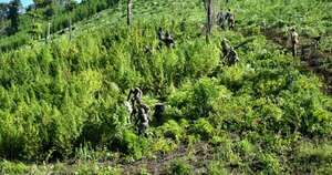 Diario HOY | ‘Escudo Guaraní’ logra pérdida de USD 192 millones y más de 1.000 toneladas de marihuana a narcos