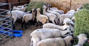 La Nación / El sector ovino gana espacio como oportunidad de negocio y exportación para el país