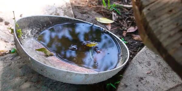 Cuidar los bebederos de animales ayuda a prevenir criaderos de mosquitos