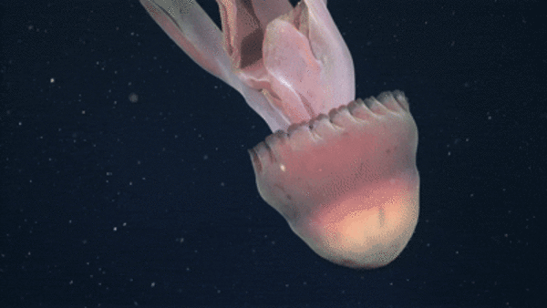 Medusa fantasma gigante: un registro inusual en las profundidades del Mar Argentino - Ciencia - ABC Color