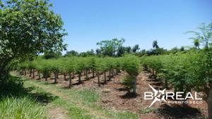 Moringa paraguaya gana mercado internacional: proyectan triplicar exportaciones | Unicanal