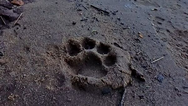 Yaguareté es vista con crías en zona del Parque Nacional Iguazú