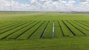 Eladia SAE alcanza 110.000 toneladas de arroz en 11.700 ha - ABC Rural - ABC Color