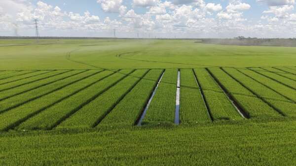 Eladia SAE alcanza 110.000 toneladas de arroz en 11.700 ha - ABC Rural - ABC Color