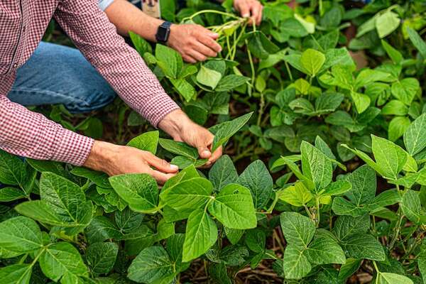 Agrotec:  Quien se anticipa gana con granos por fertilizantes - ABC Rural - ABC Color