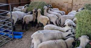 La Nación / Sector ovino gana espacio como alternativa de negocio
