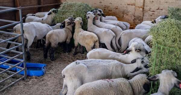 La Nación / Sector ovino gana espacio como alternativa de negocio
