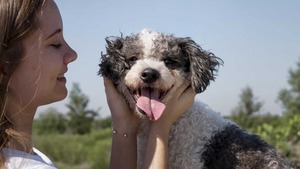 Alergias en perros en verano: señales y cuidados claves