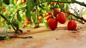 Productores dicen que hay tomates y rechazan importar