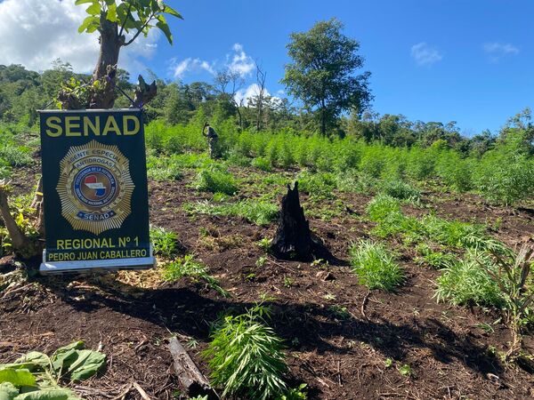 Erradican ocho hectáreas de marihuana en operativo en Zanja Pytã