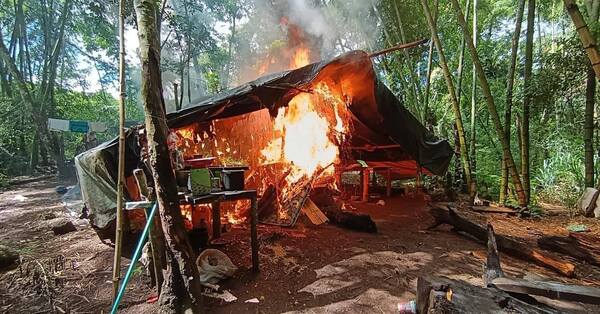 SENAD destruye 24 toneladas de marihuana en Amambay - La Tribuna