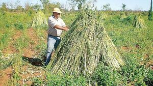 Sesameros exigen al MAG precios justos y subsidios