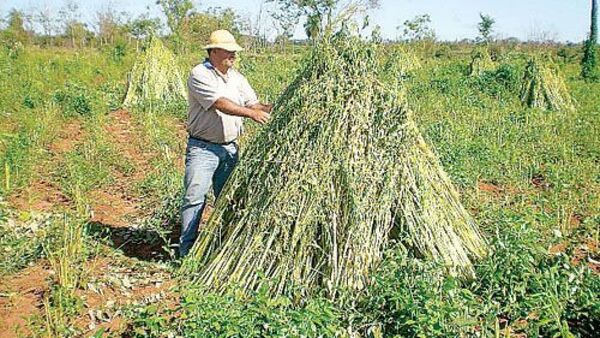 Sesameros exigen al MAG precios justos y subsidios