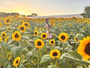 Un mar amarillo que enamora: más de 200 personas ya visitaron el campo de girasoles de Cabañas - Nacionales - ABC Color