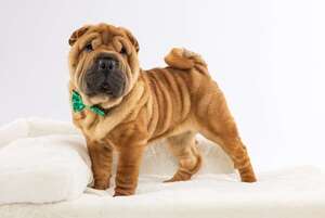 Del límite de la extinción al estrellato: el viaje del Shar Pei - Mascotas - ABC Color
