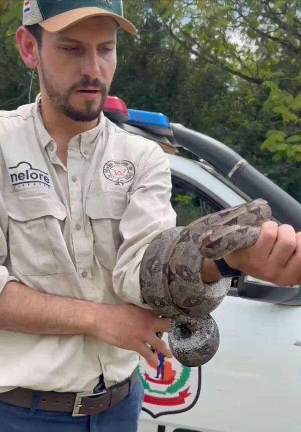 Rescatan una boa en Villa María Auxiliadora - Concepción al Día