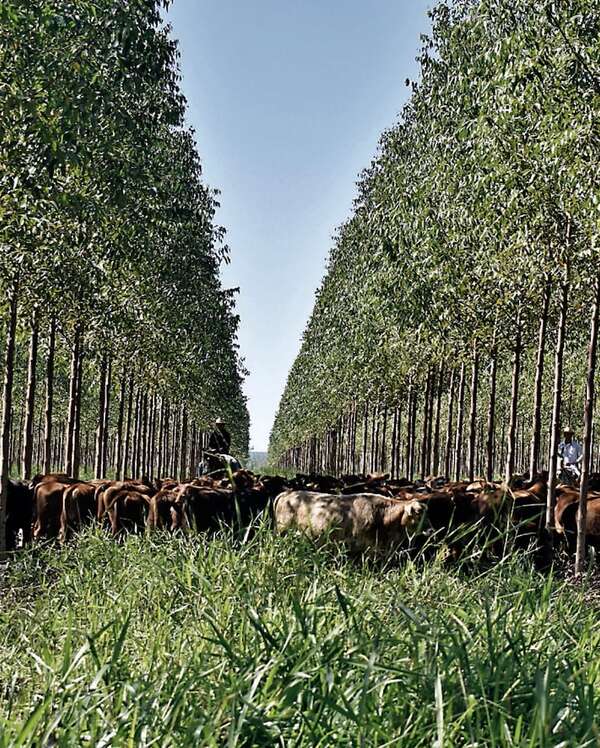 Impulsan expansión y nuevos mercados - Económico - ABC Color