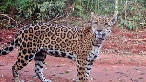 El rugido que no conoce fronteras: La batalla por el yaguareté en Yguazú
