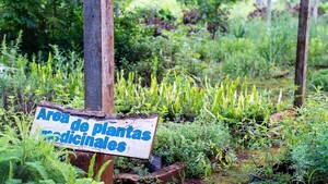 Cultivan pohã ñana y se convierten en guardianas del patrimonio vivo