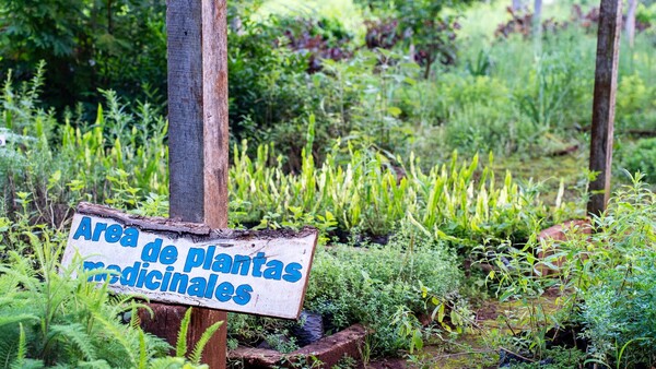 Cultivan pohã ñana y se convierten en guardianas del patrimonio vivo