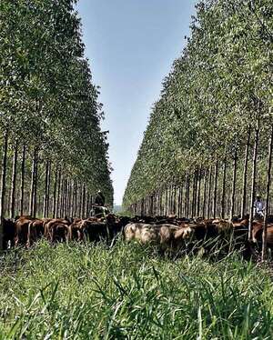 Impulsan expansión y nuevos mercados - ABC Rural - ABC Color