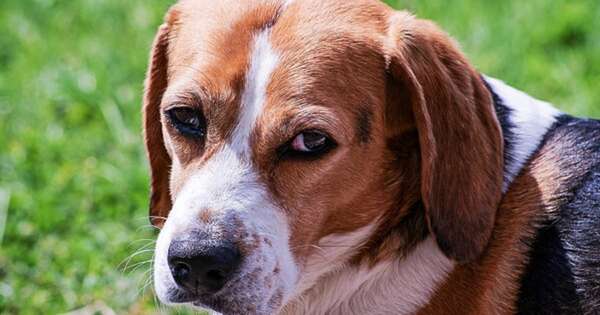 Diario HOY | El “psiquiatra” de tu mascota: cuando el comportamiento también es salud