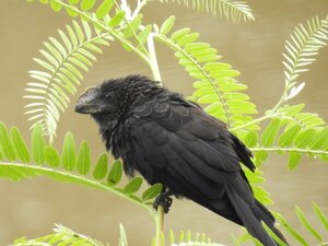 Los anós: los "cucos" sociales de nuestros campos