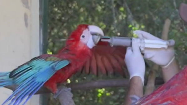 Video: Pichones de guacamayo se alistan para ser “independientes” tras ser salvados del tráfico ilegal