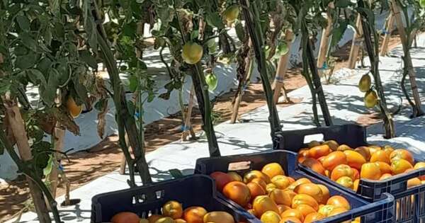 La Nación / Primera cosecha de tomate impulsa la economía local en Caazapá