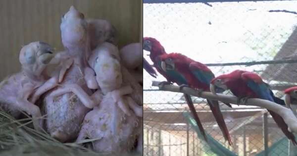 La Nación / Guacamayos rescatados del tráfico ya aprendieron a volar y buscan su total independencia