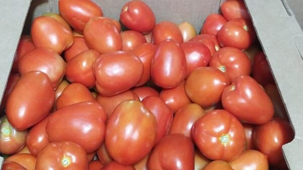 Productores garantizan abastecimiento de tomate y rechazan importación
