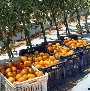 Inicia la primera cosecha de tomate en San Juan Nepomuceno - ADN Digital